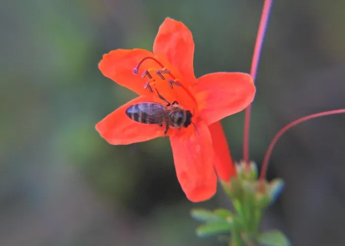 Casa Romantica Hétvégi ház *
