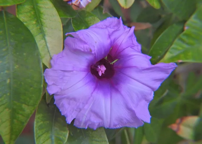 Hétvégi ház Casa Romantica Los Palmitos