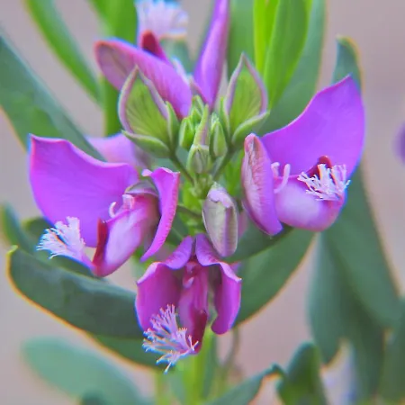 Casa Romantica בית כפרי