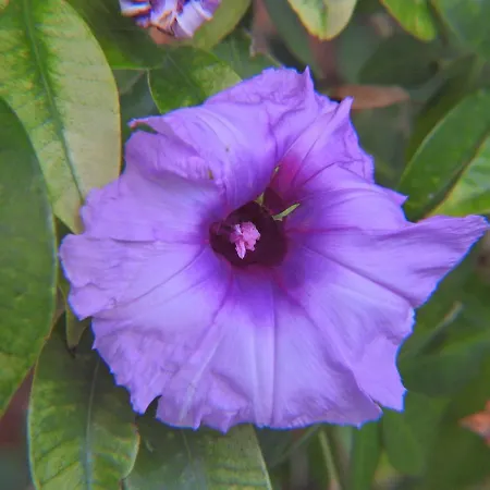 乡村民宿 Casa Romantica Los Palmitos